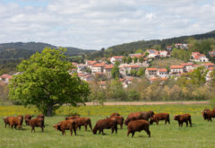 Gîte  - Le troupeau - troupeau à sinzelles Brouillis