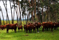 Gîte  - Le troupeau - vaches au Bois malade